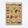 Entomology Wrap