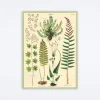 Ferns Wrap