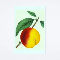 Peach Postcard